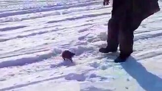 Бешеная ондатра - смотреть видео (1:05)