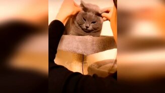 Приколы с котами с озвучкой - смотреть видео (9:47)