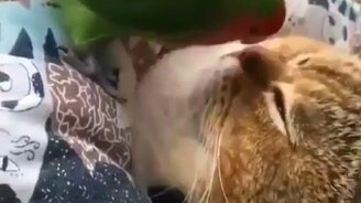 Врача отоларинголога на дом вызывали? - смотреть видео (0:59)