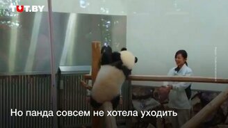 Панда буянит - смотреть видео (1:06)