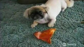 Смешная домашняя подборка 52 - смотреть видео (10:28)