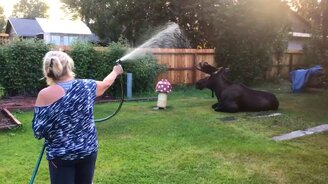 Лось принимает душ - смотреть видео (1:48)