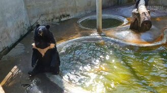 Медведь плюхается в воду - смотреть видео (0:22)