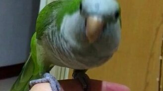 Попугай и его битбокс - смотреть видео (0:21)