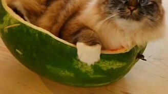 Кошка и арбуз - смотреть видео (1:33)