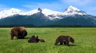 Медвежья семья на травке - смотреть видео (0:34)