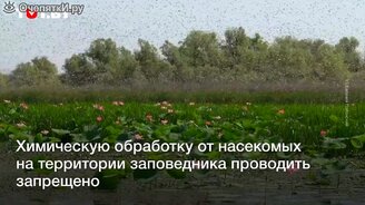 Огромный рой саранчи в Астраханской области - смотреть видео (0:45)