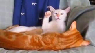 Кошки и коты в весёлых моментах - смотреть видео (9:54)