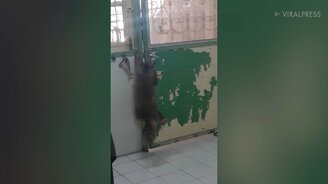 Кошка открывает сама дверь - смотреть видео (0:21)