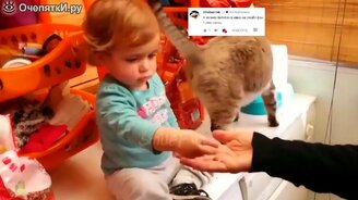 Увлекательные короткие приколы с котами - смотреть видео (8:40)