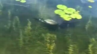 Птица плывёт под водой - смотреть видео (0:49)