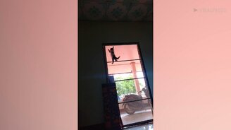 Котёнок-паучок - смотреть видео (0:21)