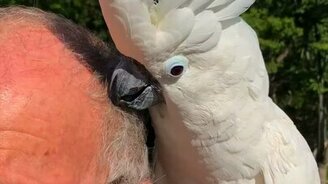 Какаду отбивает ритм - смотреть видео (0:45)