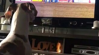 Собака готовится к родео - смотреть видео (0:31)