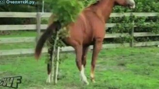 Лошадь зад чешет - смотреть видео (0:51)