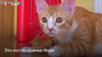 Домашний кот-вратарь - смотреть видео (0:58)