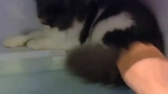 Кошка нежится в холодильнике - смотреть видео (0:30)