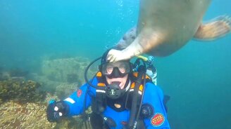 Любознательный тюлень - смотреть видео (0:56)