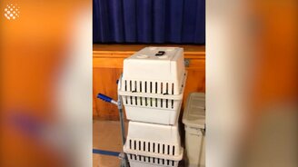 Птица плачет, как ребёнок - смотреть видео (0:46)