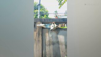 Собака мастерски перелезает забор - смотреть видео (0:23)