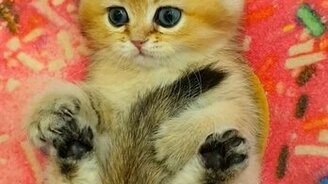 Котёнок с милой мордочкой - смотреть видео (0:57)