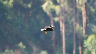 Ястреб, зависший в воздухе - смотреть видео (0:17)