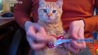 Весёлые мгновенья с котами - смотреть видео (9:17)