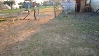 Гусь откликается на имя - смотреть видео (0:33)