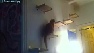 Котяра оступился - смотреть видео (0:23)