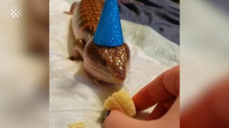 Топ "смешилок" с животными - смотреть видео (13:36)