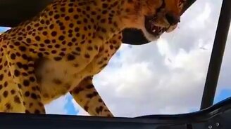 Не бойтесь, я просто в теньке полежу - смотреть видео (0:47)