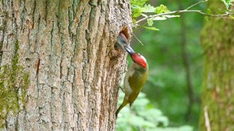 Кормление зелёного дятла - смотреть видео (1:13)