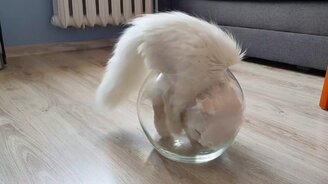 Кот хочет стать рыбкой - смотреть видео (0:09)