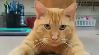 Дурман-трава для кошек - смотреть видео (0:32)