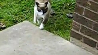 Зомбированная кошка - смотреть видео (0:49)