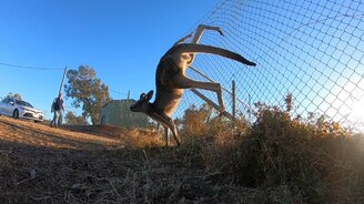 Спасение кенгуру - смотреть видео (3:11)