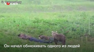 Медведь разбудил мужчину - смотреть видео (0:36)