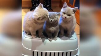 Прикольчики с котами - смотреть видео (9:59)