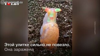 Он превращает улиток в зомби? - смотреть видео (1:00)