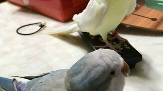 Поющие попугайчики - смотреть видео (0:25)