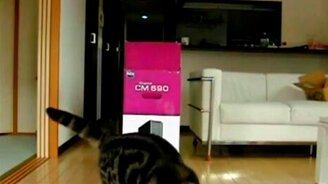 Кошка из лукошка - смотреть видео (1:42)