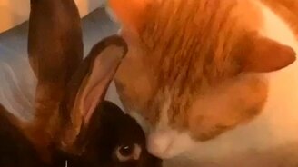 Кошка лижет кролика - смотреть видео (0:11)