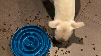 Собака обхитрила миску - смотреть видео (0:13)