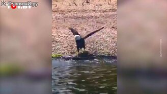 Орлан поймал крупную щуку - смотреть видео (0:45)