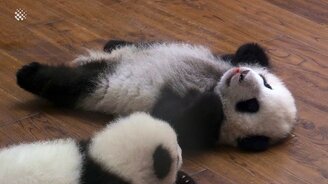 Трогательные и милые детёныши - смотреть видео (11:18)