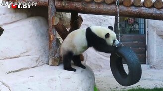 Панда против покрышки - смотреть видео (0:56)