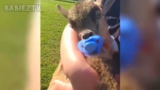 Эпичные приколы с питомцами и детьми - смотреть видео (10:17)