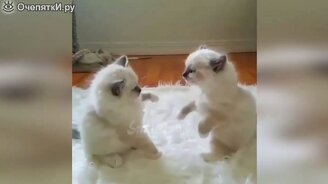 Кошки, которые рождают приколы - смотреть видео (9:24)