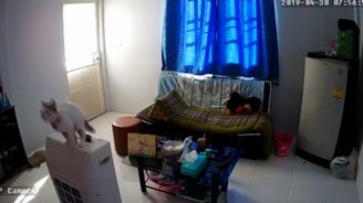 Кот прыгнул - разрушил всё - смотреть видео (0:18)