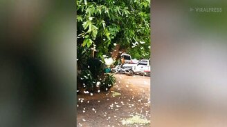 Тысячи бабочек на асфальте - смотреть видео (0:38)